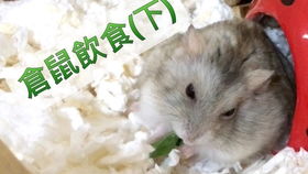 鼠鼠の惊弓之鸟生存日记