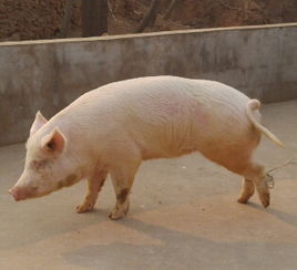 梦见杀猪猪没死又爬起来是什么预兆？周公解梦里杀猪没杀死是什么意思？