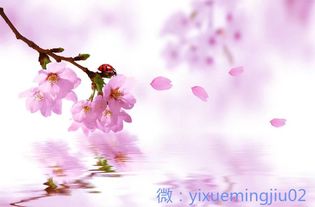 八字中若无桃花星，是否意味着无法成为闪耀的明星？