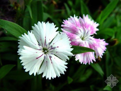 家里种植石竹有哪些风水禁忌需要注意？