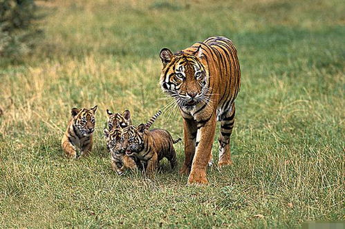 2026年属虎运势大运和财运走势具体是怎样的？