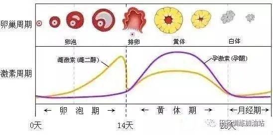 四、 监测排卵：手把手教你玩转排卵试纸