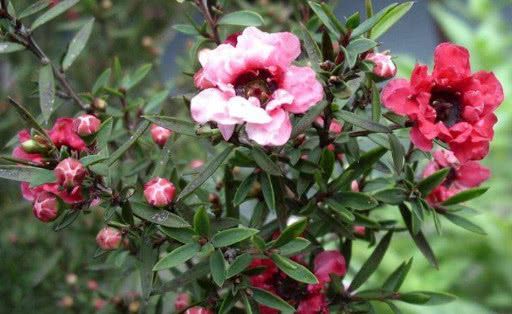 家里养松红梅风水好吗,室内养红梅风好吗风水好吗