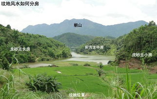 植被搭配——绿树成荫旺丁财