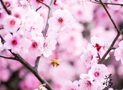 2026年旺桃花的颜色分别代表什么含义？