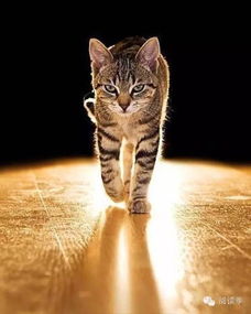 (3) 虎（寅虎）——锋利与冲撞共存的猛兽冲锋陷阵