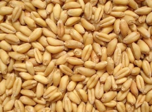 大麦这玩意儿可太有意思了