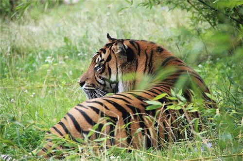 农历八月出生的属虎人命运如何？八字分析怎么样？