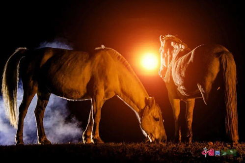 深厚夜的呼唤与玄学的迷雾