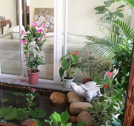 风水房子摆放花好吗,房子摆花怎样格局好kan