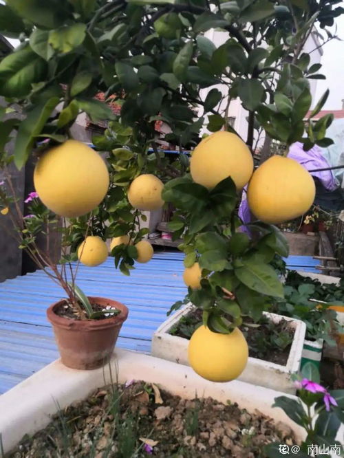 柚子摆在大厅风水上合适吗？有什么讲究？