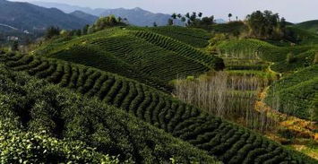 信阳茶山的凌晨——一场不靠谱的“诗意”闹剧