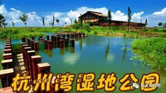 湿地公园惊魂记：2026年观鸟指南