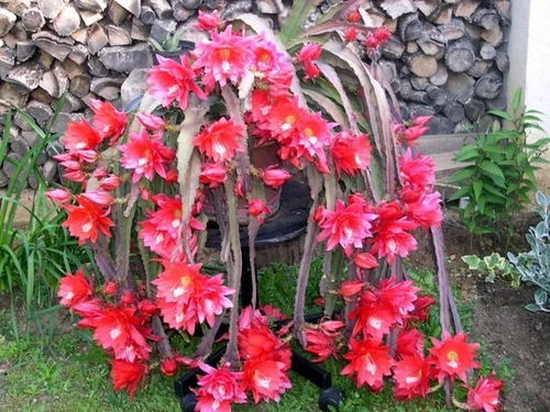 门口养莲花,门口养莲花