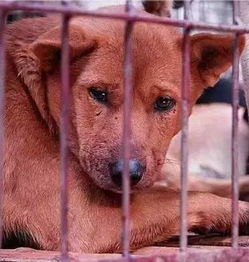 细小狗的异常行为：越来越诡异