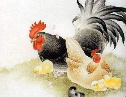 十二生肖中鸡狗生肖绝配意味着什么？