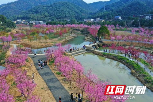 三、 七星村樱花园——春风十里不如她笑容