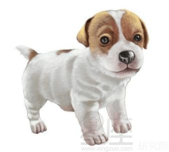 属狗1970年今天财运如何，狗年属狗人今日财运怎么样？