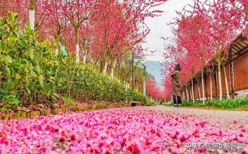 垫江牡丹樱花世界：花的海洋，你的天堂！