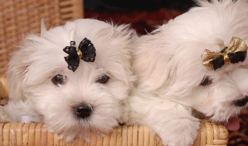 梦见养了一只狗，这究竟是什么寓意和象征呢？