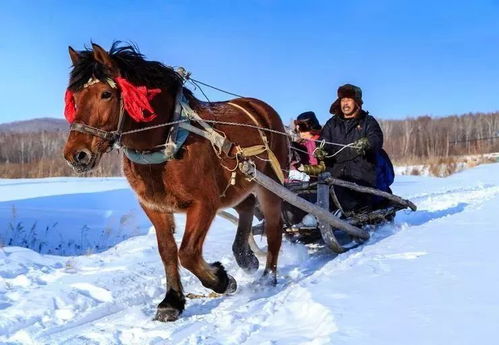 北方看雪？小心冻成狗