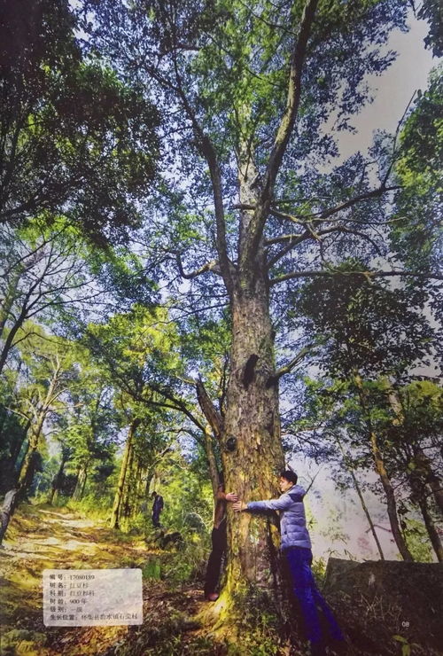 小区榕树风水讲究图解,小区的榕树必须砍掉吗