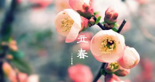 新年与 立 春 的关系