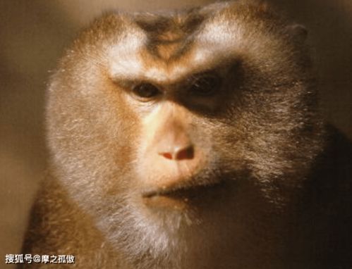 属猴2026年8月及每月财运具体分析是怎样的？