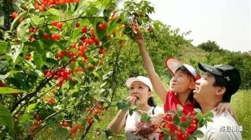 一、 探寻春天的足迹：佛山樱桃园周末开放