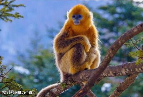 2026年属猴人的事业和经济运势会有哪些变动？