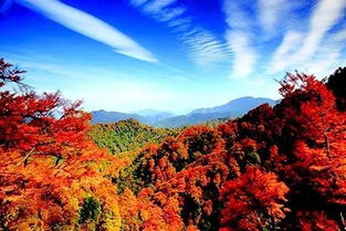 大围山红叶美到窒息！但...