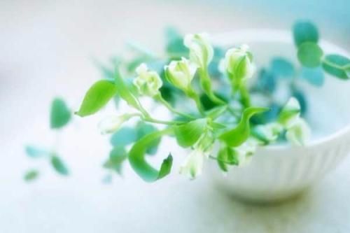 花草长得好风水好,花草养的好坏和气运