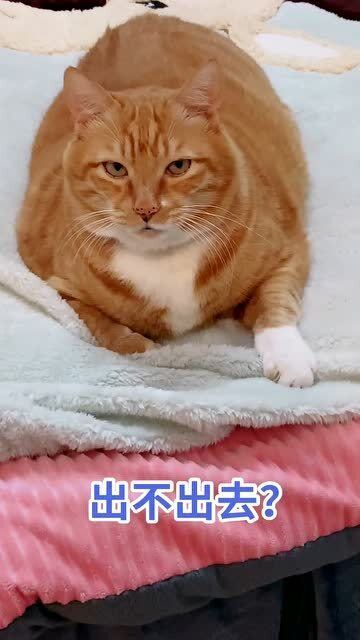 养猫对风水有何影响？我家养只猫是否吉利？