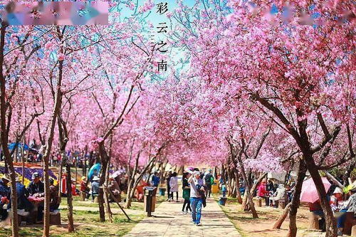 樱花烂漫时人在画中游