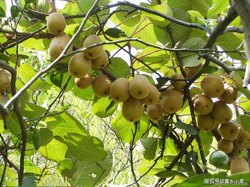 梨树种屋前好吗,梨树种屋前好吗