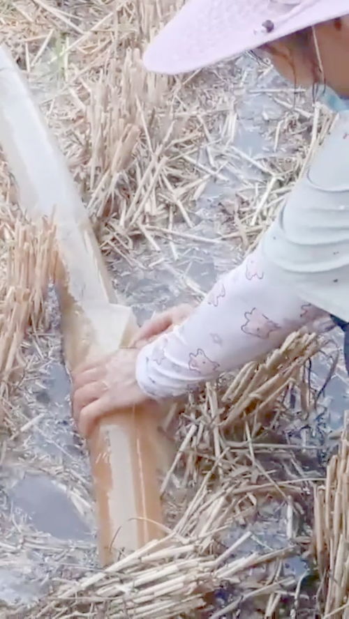 厨房水管老是被老鼠咬烂了,老鼠老是啃水管风水
