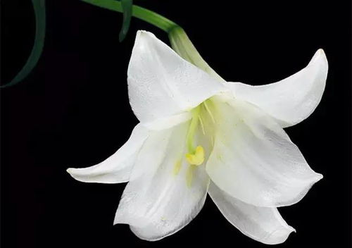 婚房放百合必离婚？