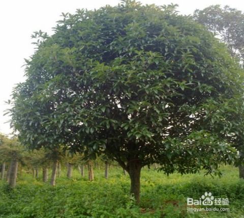 家里适合养桂花树吗？对风水有影响吗？