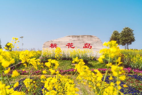 汉江之畔：探寻春日里的花海