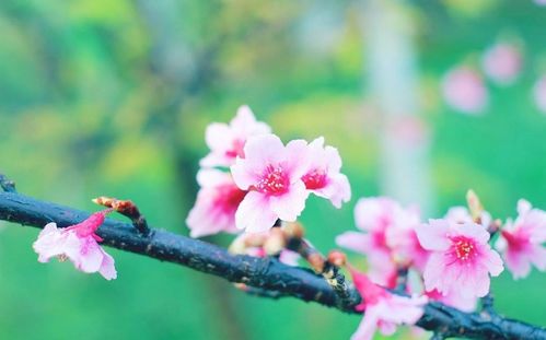 风水角度看桃花：方位与心态