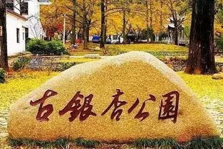 银杏叶？早被踩成渣渣了