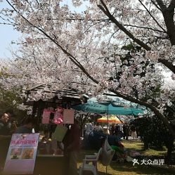 鼋头渚——樱花季节50元/人（春天才好玩）