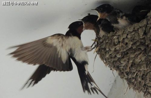 燕子在屋檐下筑巢的风水解释,家里有燕子来筑巢是不是好事风水kan法