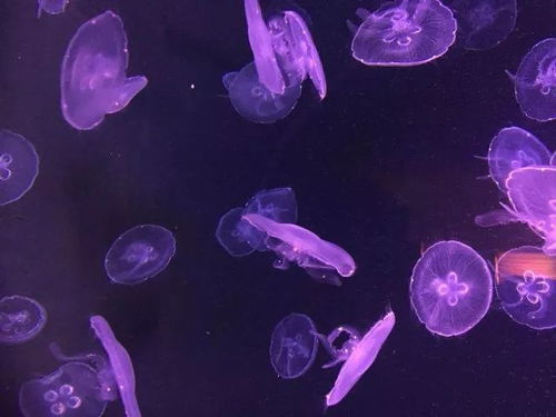苏州海洋馆：梦幻般的蓝色水世界