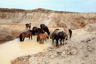 孕妇梦见被马群追赶，这究竟是什么预兆？