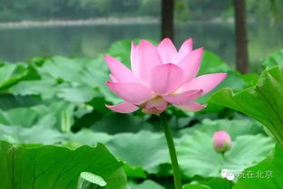 荷花与月光：诗意的邂逅