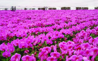 震惊！花博会背后的黑幕曝光！