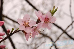 八字命犯桃花会有哪些影响？命里犯桃花真的嫩避免吗？