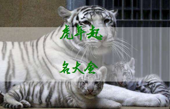 一、 五行属性与生肖特性