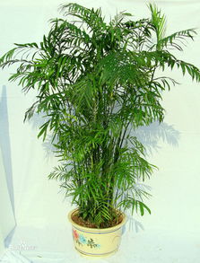 夏威夷椰子盆栽,夏威夷椰子的风水作用
